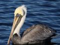 Brown Pelican